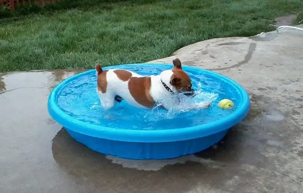 Jack Russell playing in a small pool in the backyard