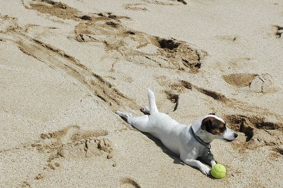  Jack Russell dog lying on the sand with its ball