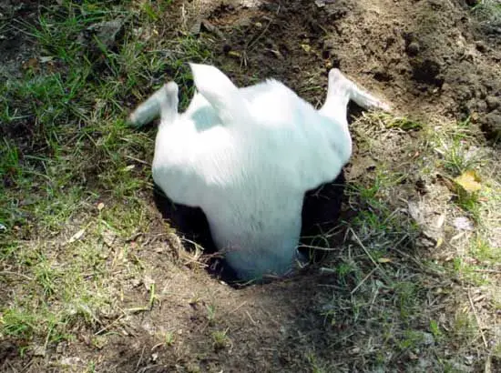 Jack Russell Terrier digging a hole in the garden