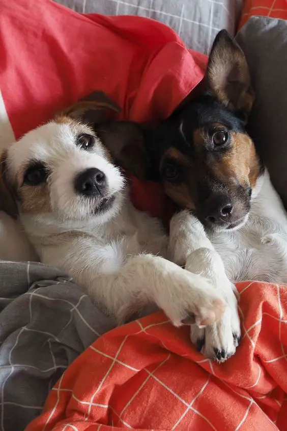 Jack Russell Terrier on the couch snuggled up in blanket beside another dog