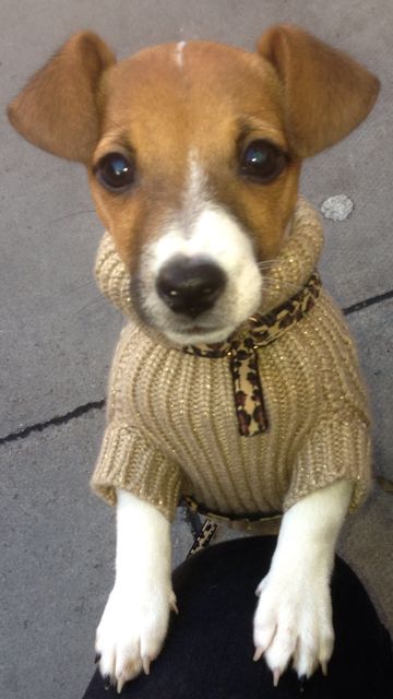 Jack Russell Terrier puppy  wearing a cute sweater standing up leaning against the knee of its owner