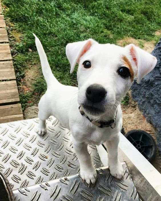 Jack Russell Terrier on a stainless stairs in the garden