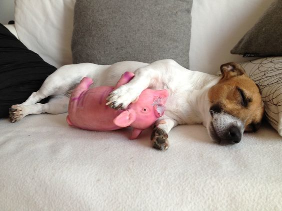 Jack Russell sleeping soundly on the couch while hugging its pig toy with a broken nose