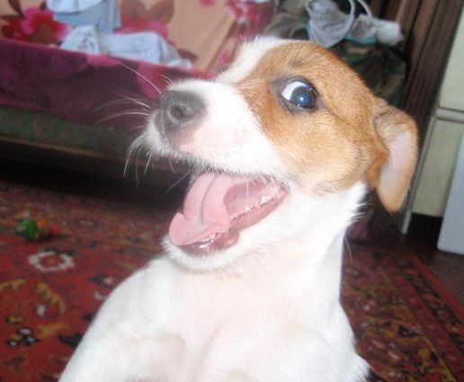 a smiling Jack Russell