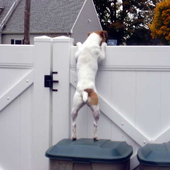  Jack Russell dog peeking peeking on neighbor