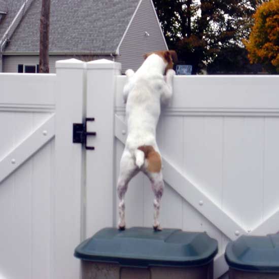 Jack Russell dog peeking peeking on neighbor