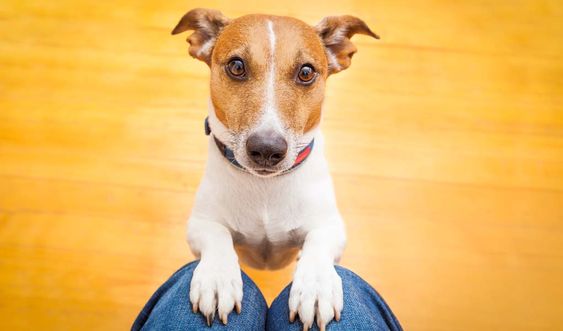 Jack Russell standing up against the person's knees with its begging face