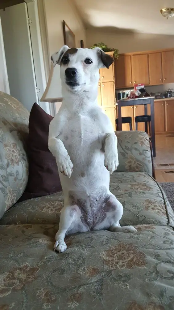 Jack Russell sitting pretty in the couch