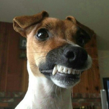 Jack Russell force smiling