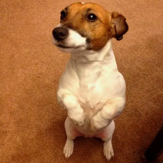 Jack Russell doing sitting pretty on the floor