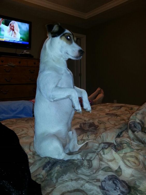 Jack Russell doing a sitting pretty on the bed
