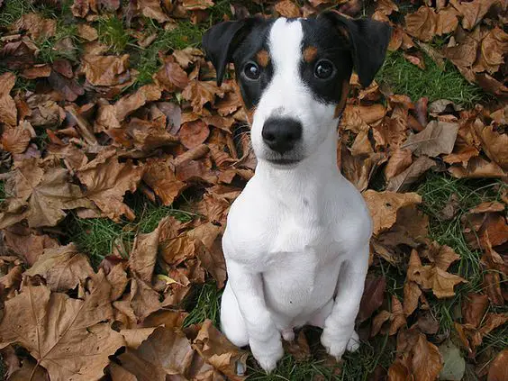 Jack Russell sitting pretty on the dried leaves