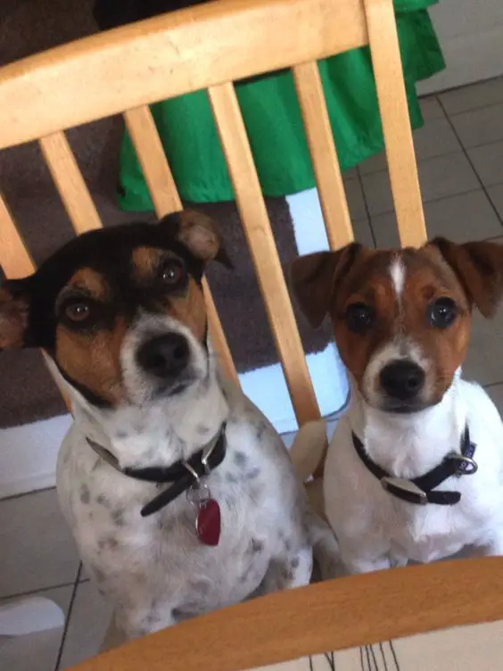 two Jack Russells sitting on the chair