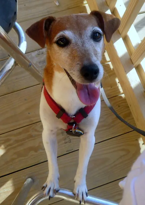 Jack Russell standing up with its tongue out and begging face