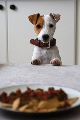 Jack Russell across the table looking at the food