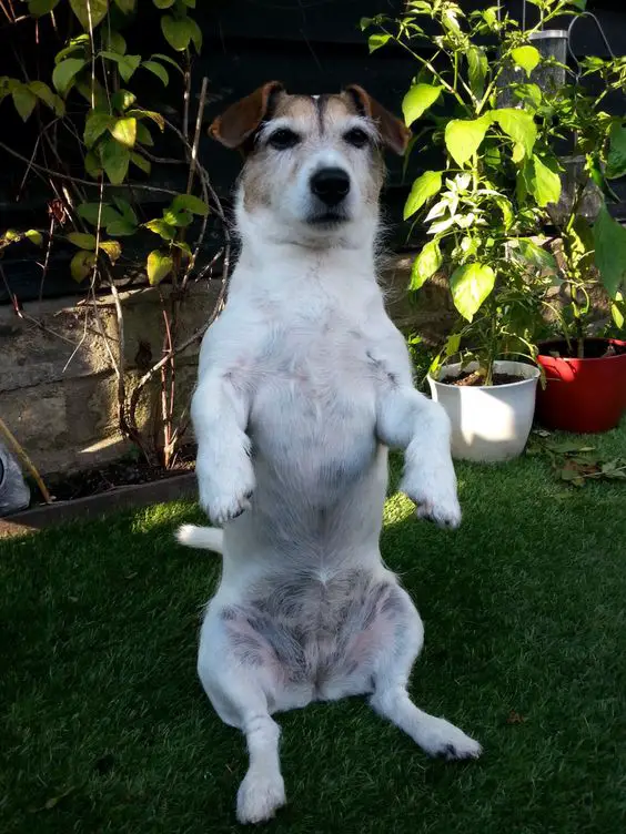 Jack Russell doing sitting pretty trick in the garden