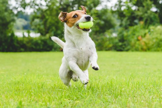 A Jack Russell Terrier running at the park with a ball in its mouth