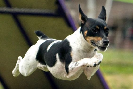 A Jack Russell Terrier jumping at the park
