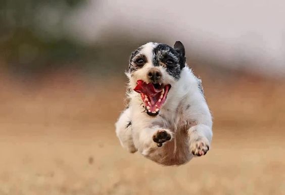 A Jack Russell Terrier running with its mouth open and tongue out