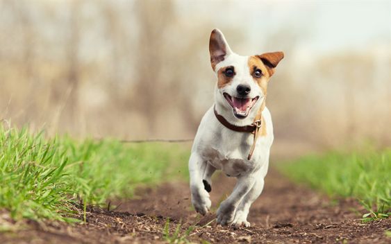 A Jack Russell Terrier running in the forest
