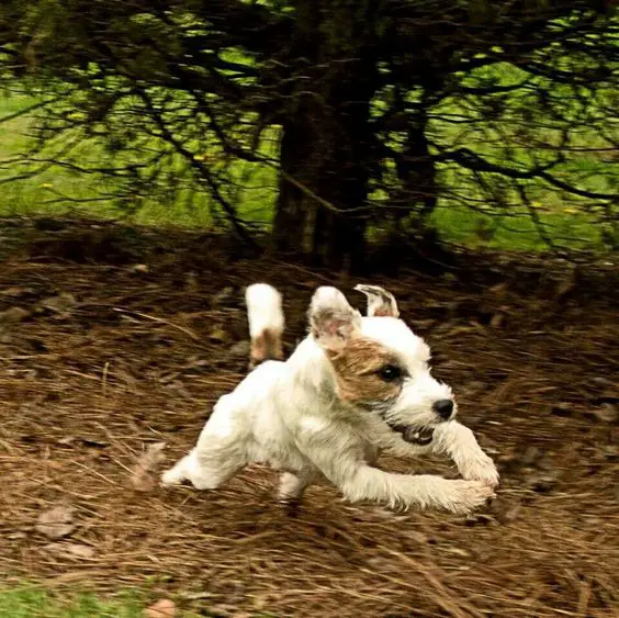 A Jack Russell Terrier running in the forest