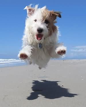 A Jack Russell Terrier jumping on the beach