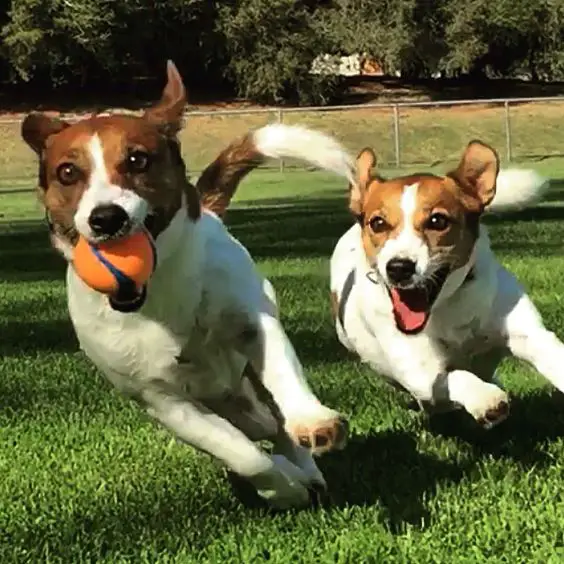 two Jack Russell Terriers playing at the dog park