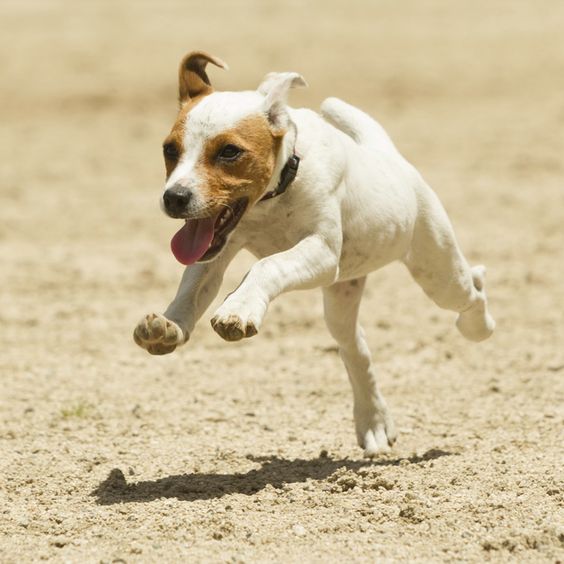 A Jack Russell Terrier running in the sand while under the sun