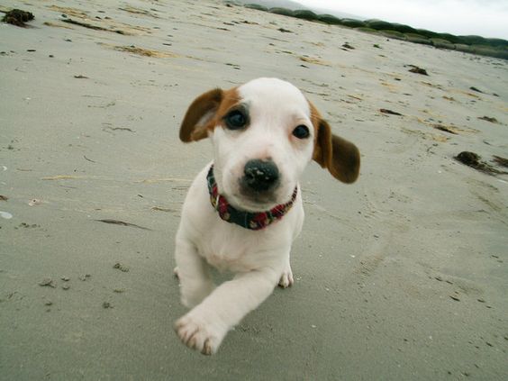 A Jack Russell Terrier puppy running in the sand