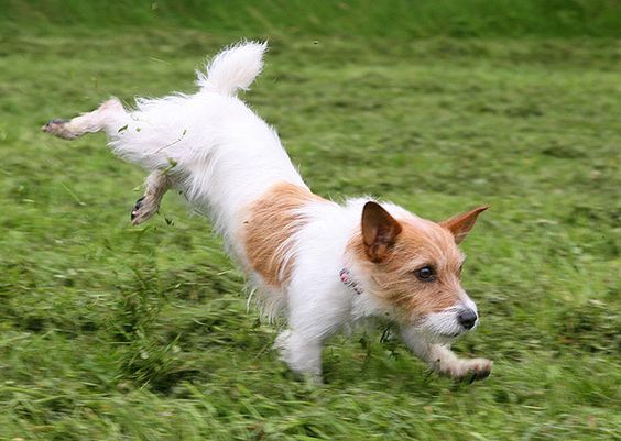 A Jack Russell Terrier running in the field of grass