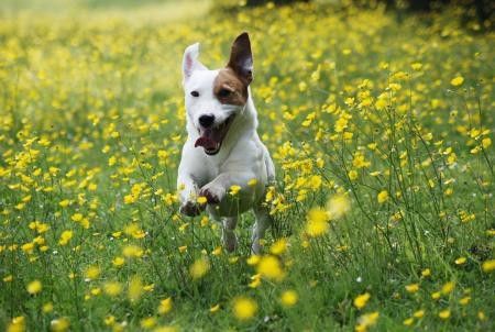 A Jack Russell Terrier running in the field of flowers