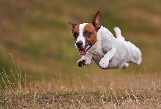 A Jack Russell Terrier running in the field