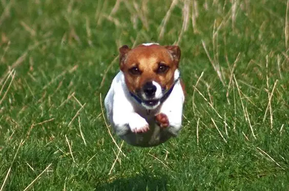 A Jack Russell Terrier running in the field