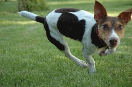 A Jack Russell Terrier running at the park
