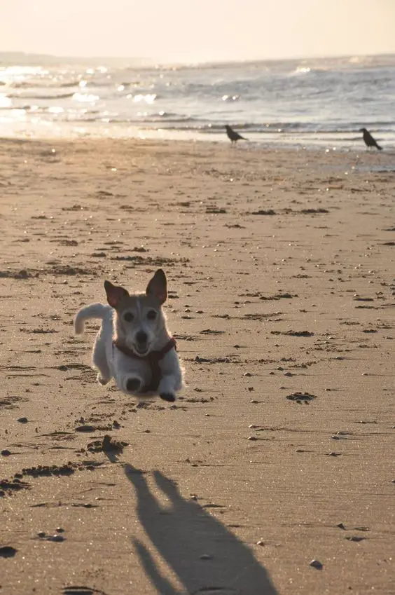 A Jack Russell Terrier running at the beach