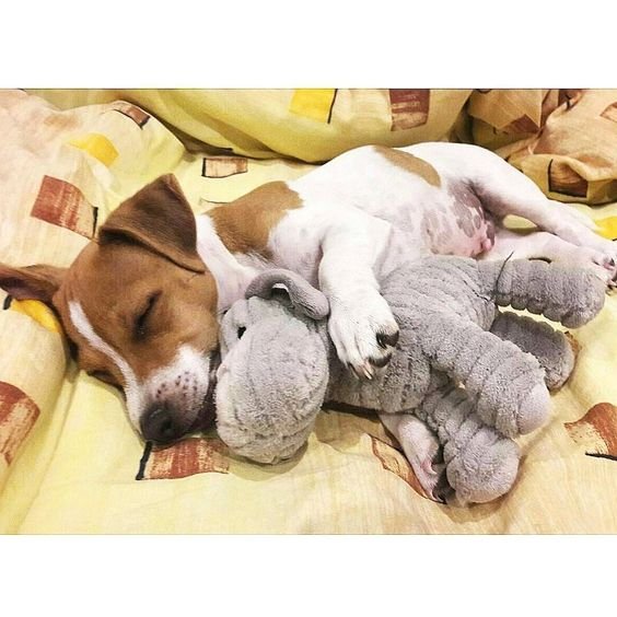 Jack Russell puppy sleeping beside its dog stuffed toy in bed