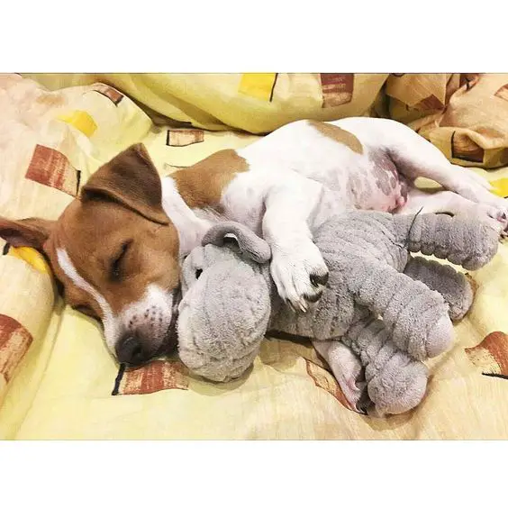 Jack Russell puppy sleeping beside its dog stuffed toy in bed