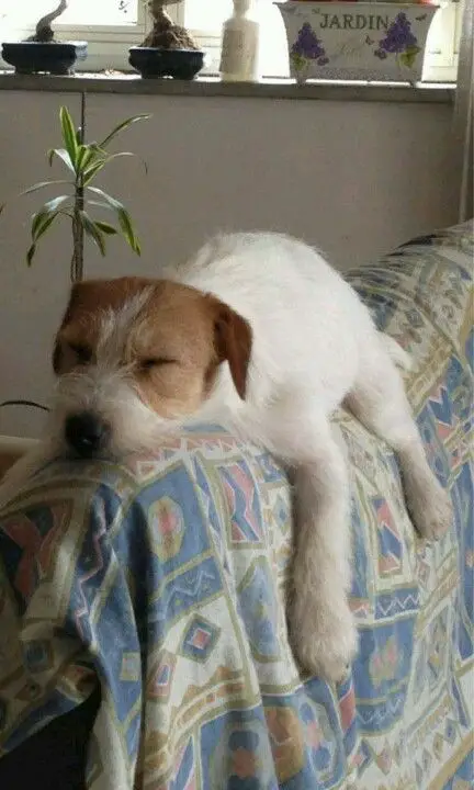 Jack Russell dog sleeping in climbing position on the back part of the sofa