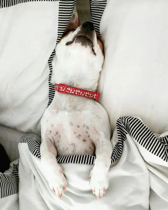 Jack Russell sleeping on its back in the bed