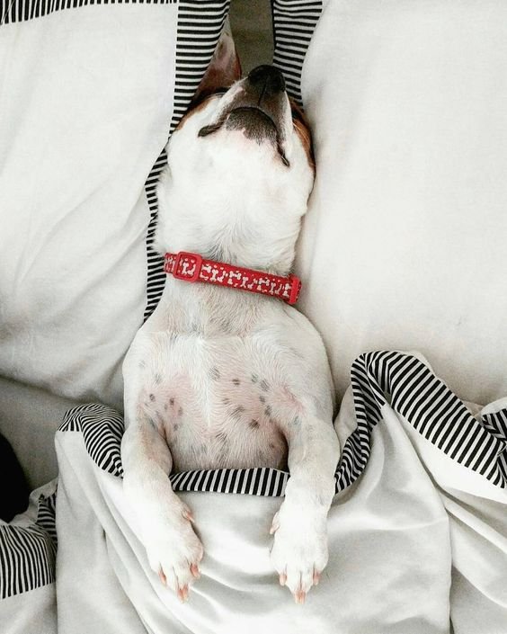 Jack Russell sleeping on its back in the bed
