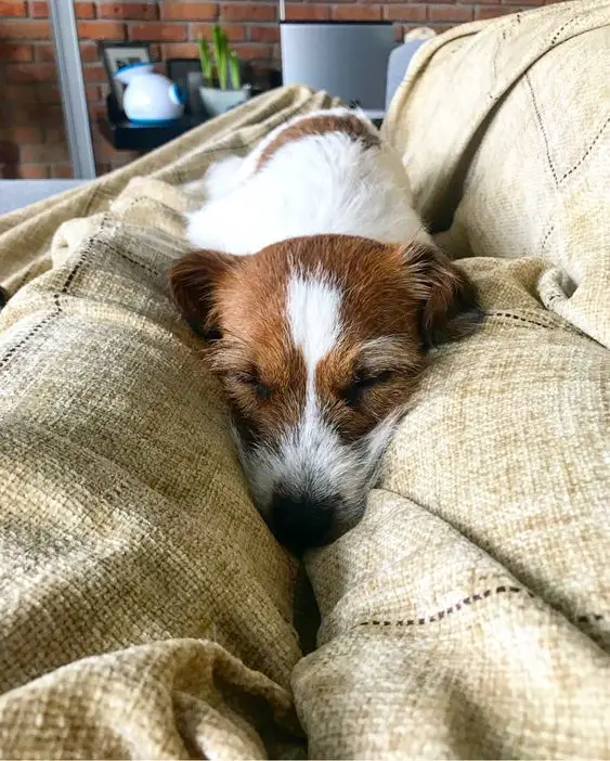 Jack Russell puppy sitting on a couch