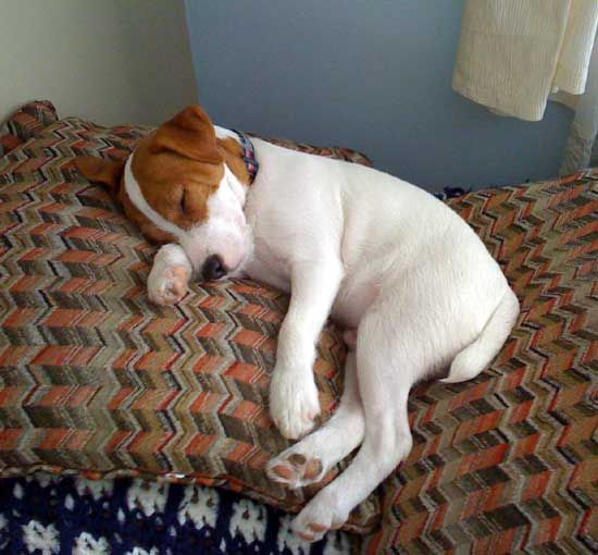 Jack Russell dog sleeping soundly on the pillow