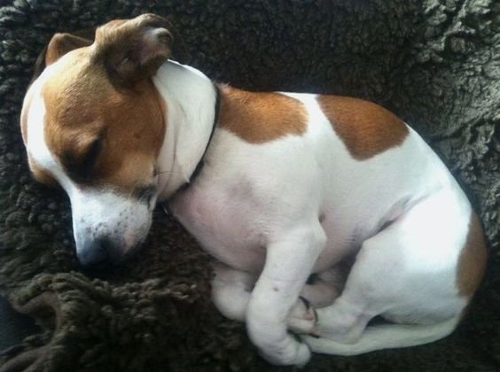 Jack Russell dog sleeping on its side