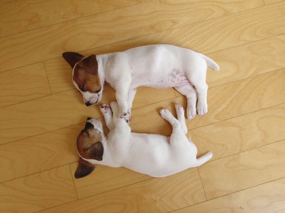 two cute Jack Russell puppy on its side in the floor