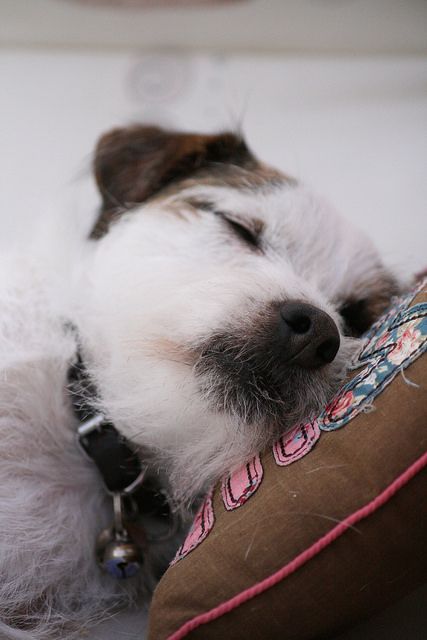  sleeping  Jack Russell face on a pillow