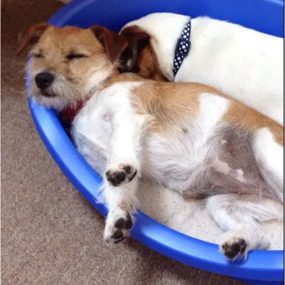 two Jack Russell dog sleeping soundly beside each other in a blue large Basin