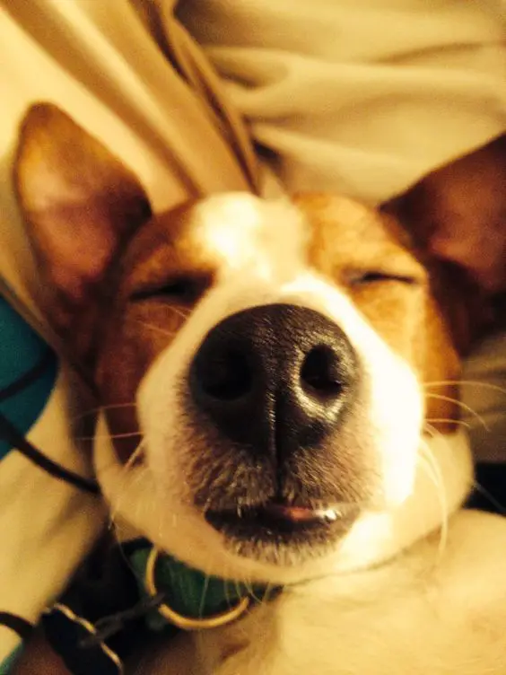 Jack Russell close up face while sleeping 