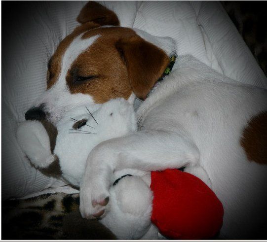 Jack Russell sleeping in the bed with its stuffed toy