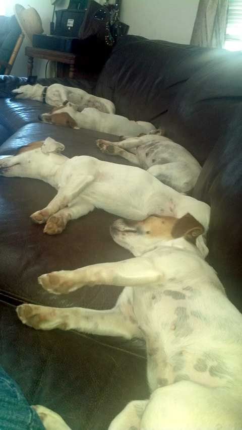 5 Jack Russell dogs occupying all the spaces and sleeping on the couch