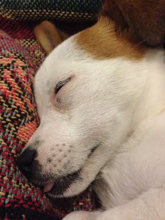 sleeping Jack Russell face sleeping while its tongue is sticking out